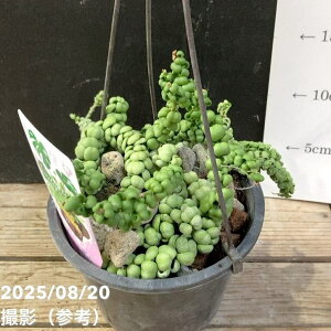 fBXLfBA hSWFCh 5݂蔫bϗt04-PA