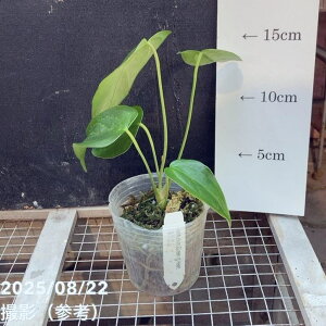 AXE NC[Iun[g 2.5bϗt04-PA