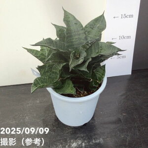 qtTXxA 4 }niR[ Mahanakhon vdlbϗt02-D2