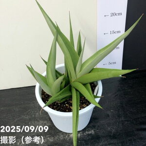 y4zqt[TXxA 5 `j Chanin vdlbϗt02-D2