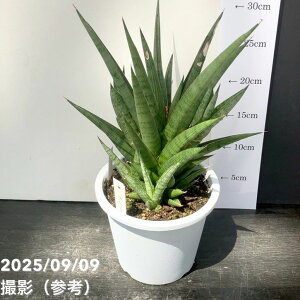 qt[TXxA 5 bN} Rockman vdlbϗt02-D2