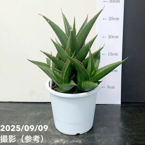 y2zqt[TXxA 5 ^[u[ Tower Blue vdlbϗt02-D2