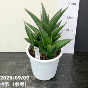 y3zqt[TXxA 4 ^[ Tower vdlbϗt02-D2