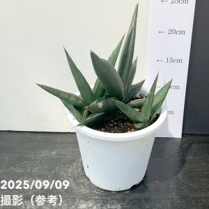 qt[TXxA 5 TfB[ Sawasdee vdlbϗt02-D2