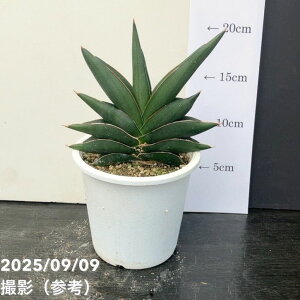 [TXxA 4 TfB[ Sawasdee vdlbϗt02-D2