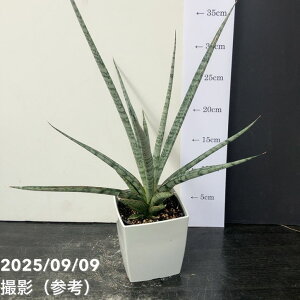 TXxA 4 ACVN pvdlbϗt02-D2