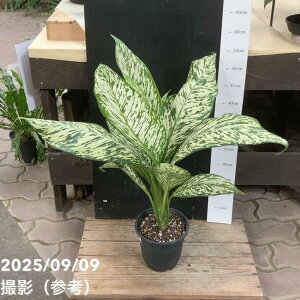 fBtFoLA zCgGgi 5bϗt04-PA