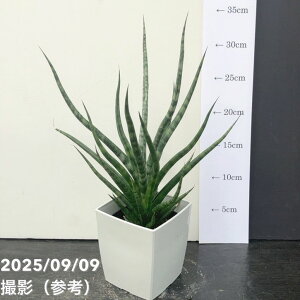 TXxA 4g[` pvdlbϗt02-D2