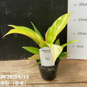 �t�B���f���h���� �v�����X�I�u�I�����W 2.5���b�ϗt04-PA