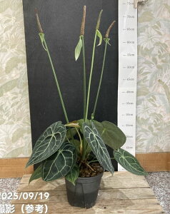 �A���X���E�� �N�����l���r�E�� 4.5���b�ϗt04-PA