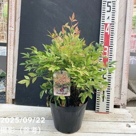 ナンテン レッドライト 5号｜花木04-PA