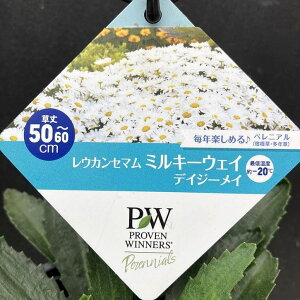 PW レウカンセマム ミルキーウェイ デイジーメイ 11cmロングポット×2鉢セット|草花04-PA