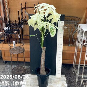 pL ~L[EFC 6bϗt04-PA