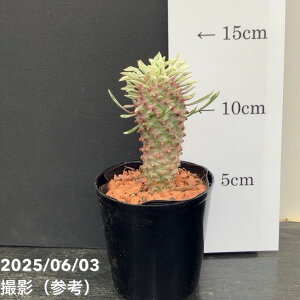 ユーフォルビア 斑入りパイナップルコーン "ほほえみパイン" 2.5号|観葉10-TU