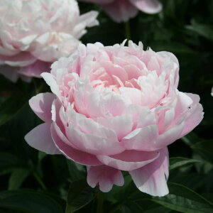 䉖 VNN 7 [Yxgb04-PA