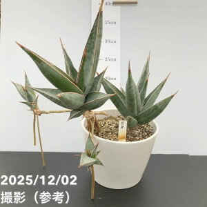 �y���Ԍ���X�g�A�|�C���g10�{�I�z�y���i���͂��z�T���X�x���A 5�� �s���M�L�����i�q��1�t���j�����픫�d�l�iS8�j�b�ϗt02-D2