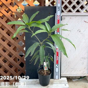 Abv}S[̖ A[EB 5.5bʎ04-PA