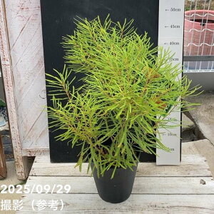 oNVA XskT wAsoNVA 5.5bԖ04-PA