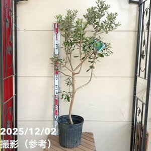 tFCWA N[bW 8bs200bʎ04-PA