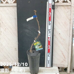 LECt[c  IX󕲎p 5bʎ04-PA