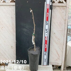 LECt[c g܁iЁj 5bʎ04-PA