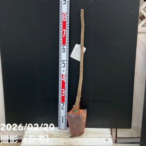 �C�`�W�N �k�A�[���hK�i�k�A�[�� �h �J�����j5���|�b�g 2�N���b�ʎ�04-PA