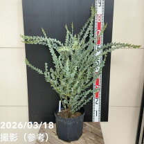 楽天市場】三角葉 アカシアの通販
