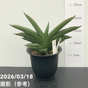 �y���i���͂��z�T���X�x���A 4�� �A���_�}�� Andaman �v�����d�l�iS226�j�b�ϗt02-D2