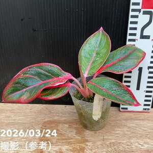 �A�O���I�l�} 2.5�� ���[�^�X�f�B���C�g Aglaonema Lotus Dilight�b�ϗt04-PA
