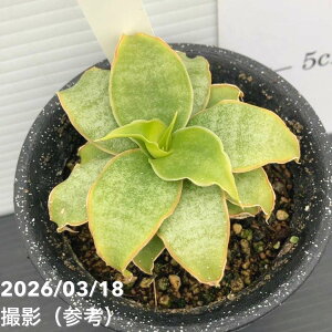 �y�����A�I���i���͂��z�T���X�x���A 3�� Yellow Rose �C�G���[���[�Y �v�����d�l�iS207�j�b�ϗt02-D2