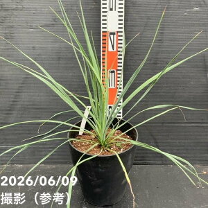 ���b�J 6�� ���X�g���[�^ �T�t�@�C�A�X�J�C�Y�iYucca rostrata Sapphire Skies�j�b�Ԗ�01-D1