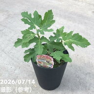 イチジク ロングドゥート（バナーネ）5号｜果樹10-TU