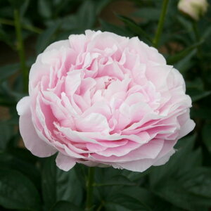 y\z䉖 VNN 7 piƂj 2025N12{ȍ~\b10-TU