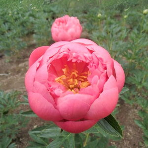 y\z䉖 VNN 7 sNnCAR[ 2025N12{ȍ~\b10-TU