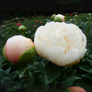 䉖 VNN 7 zCgs[`b04-PA