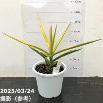 楽天市場】サンスベリア 斑入りの通販