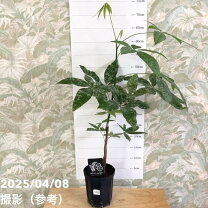 楽天市場】パキラ 実生（花・観葉植物｜花・ガーデン・DIY）の通販
