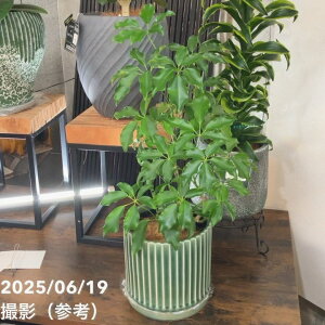 yi͂zԒ˃IWiCeAO[ VFt OfB[iOK7jb04-PA