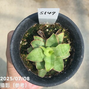 yAIi͂zTXxA 3 Yellow Rose CG[[Y vdliS147jbϗt02-D2