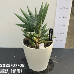 yi͂zTXxA 5 [[ ya yaiS131jbϗt02-D2