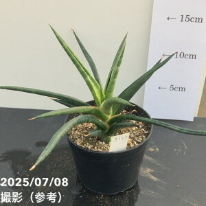 yi͂zTXxA 3.5 ubNR[iqjiS123jbϗt02-D2