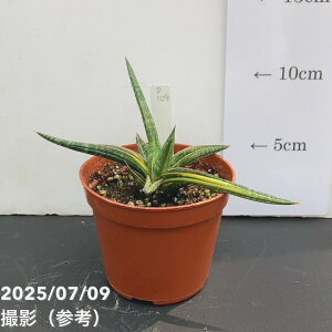 yi͂zTXxA 3 o[X^[ iS109jbϗt02-D2