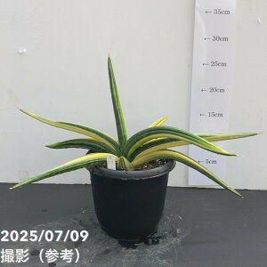 yi͂zTXxA 5 peX  劔iS114jbϗt02-D2