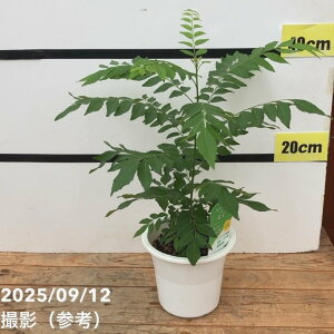 J[̖؁icjJ[[t 5b10-TU