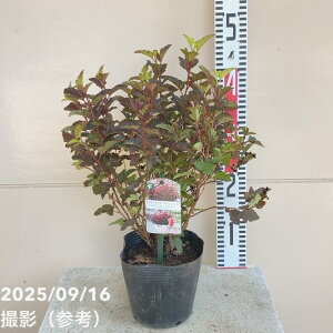 e}VcP gGWF 5bԖ04-PA