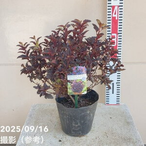 e}VcP I[ubN 5bԖ04-PA