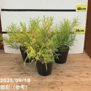 ΃Rjt@[ tBtFI[A 5×3Zbg ͂10xꍇ܂BbԖ10-TN