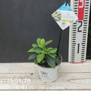 PW ラグランジア(R)ブライダルシャワー 3.5号|花木04-PA