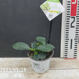 PW ラグランジア シャンデリーニ 3.5号|花木04-PA