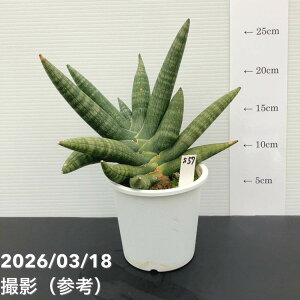 �y���i���͂��z�T���X�x���A 4�� �}���^ ���v�����d�l�iS57�j�b�ϗt02-D2